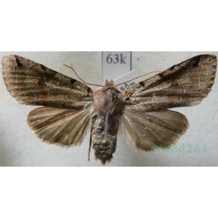 Agrochola meridionalis (Staudinger, 1871) Italy63k